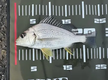 高雄市鳳鼻頭漁港的銀雞魚，2026 年 9 月釣友實拍