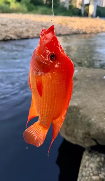 臺中市烏溪-烏日段的厚唇雙冠麗魚，2026 年 9 月釣友實拍
