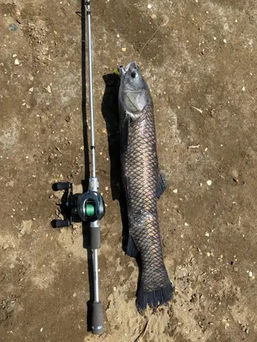 青魚,2026 年 9 月釣友1kuto的實拍照片