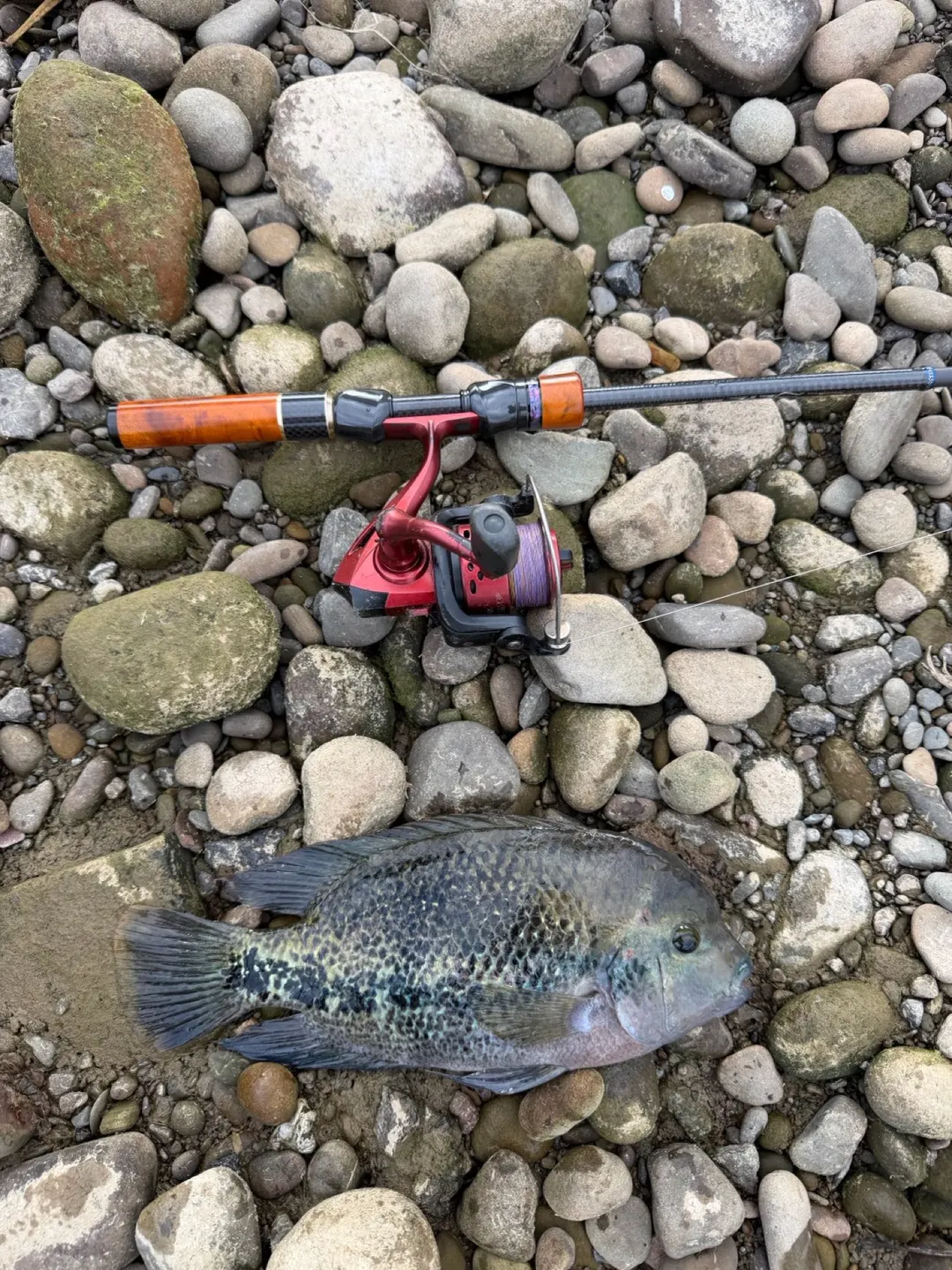 基隆河系的火口魚，藍綠底色上滿是細點。