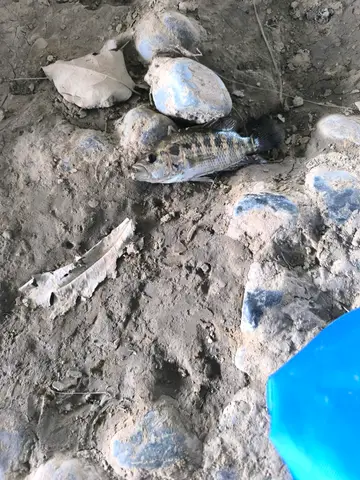 花身副麗魚，2026 年 9 月釣友Tsui的實拍照片