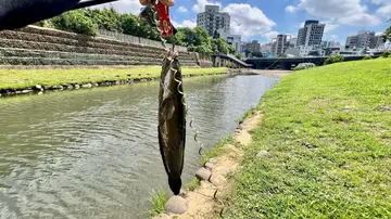 桃園市老街溪-中壢段的線鱧，2026 年 9 月釣友實拍
