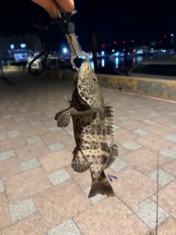 新北市淡水第二漁港的青石斑魚，2026 年 9 月釣友實拍