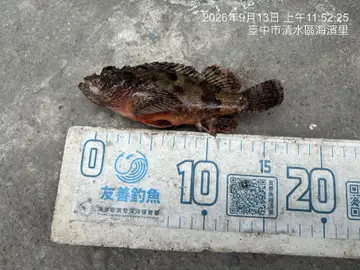 臺中港的石狗公，2026 年 9 月釣友實拍