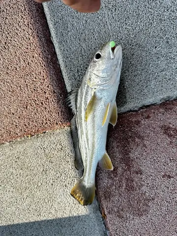 桃園市竹圍漁港的大頭白姑魚，2026 年 9 月釣友實拍