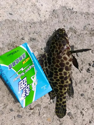 新北市深澳漁港的玳瑁石斑魚，2026 年 9 月釣友實拍