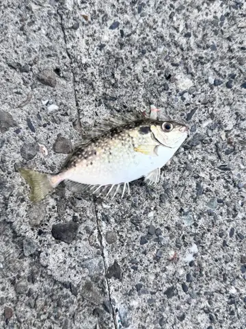 新北市野柳漁港的刺臭肚魚，2026 年 8 月釣友實拍