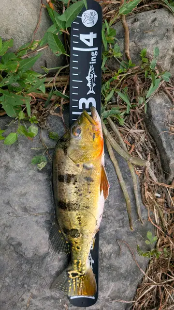 高雄市蓮池潭的眼點麗魚，2026 年 9 月釣友實拍