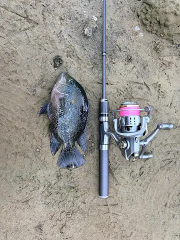 臺北市景美溪-文山段的帶紋副尼麗魚，2026 年 8 月釣友實拍