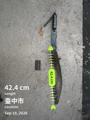 臺中市水美溪-大甲段的鯰，2026 年 9 月釣友實拍