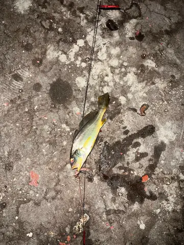 新北市淡水河的白姑魚，2026 年 9 月釣友實拍