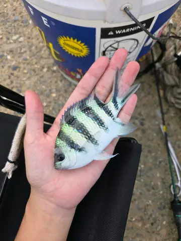 新北市水湳洞漁港的六線豆娘魚，2026 年 8 月釣友實拍