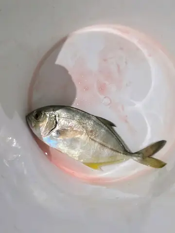 巴布亞鰺，2026 年 7 月釣友李麻糬的實拍照片