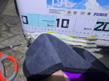 花身鯻，2026 年 9 月釣友黃任民的實拍照片