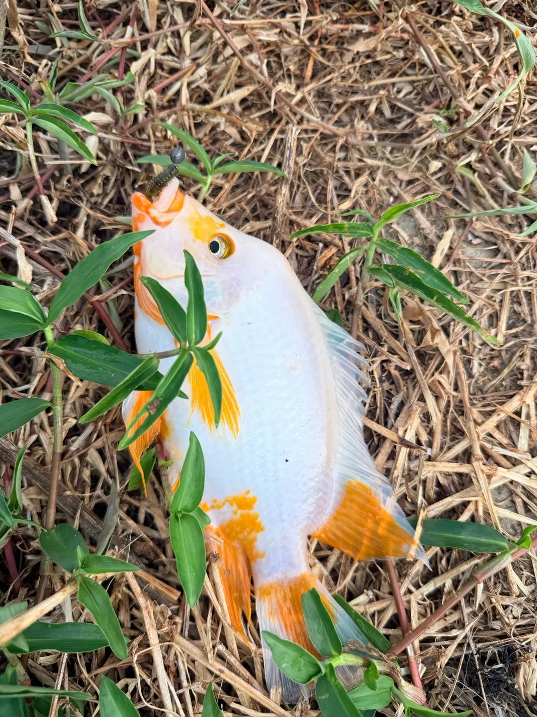 臺中舊旱溪的橘白花色個體。