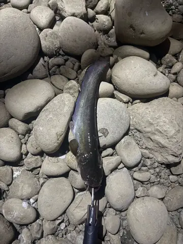 桃園市南崁溪-蘆竹段的塘虱魚，2026 年 9 月釣友實拍