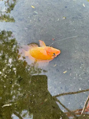 雲林縣紫藤湖的厚唇雙冠麗魚，2026 年 7 月釣友實拍