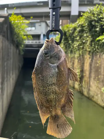 臺北市基隆河的帶紋副尼麗魚，2026 年 9 月釣友實拍
