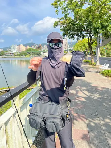 臺北市基隆河的吉利非鯽，2026 年 9 月釣友實拍