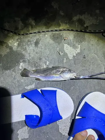 雲林縣三條崙漁港的大頭白姑魚,2026 年 9 月釣友實拍