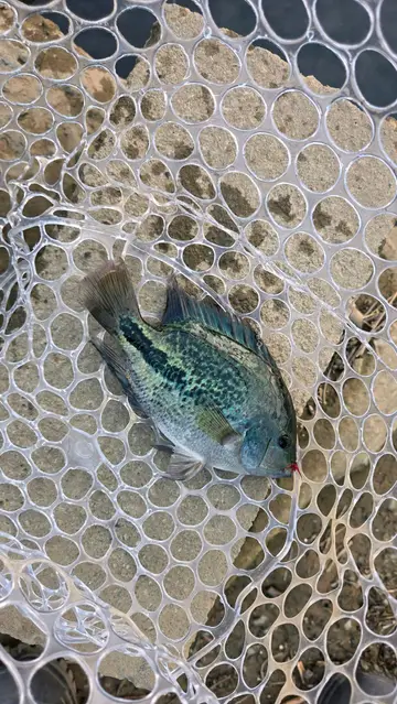 臺北市基隆河的帶紋副尼麗魚，2026 年 9 月釣友實拍