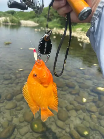 臺中市筏子溪-向上路段的厚唇雙冠麗魚,2026 年 9 月釣友實拍