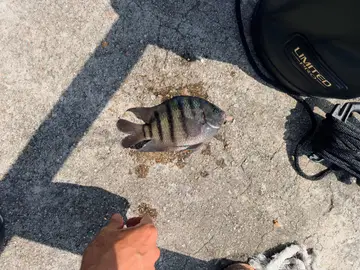 臺南市安平港的條紋豆娘魚，2026 年 9 月釣友實拍