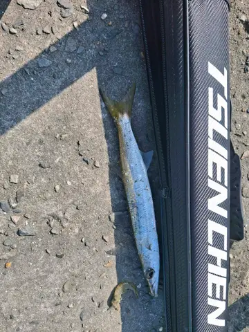巴拉金梭魚，2026 年 9 月釣友藍郁舜的實拍照片