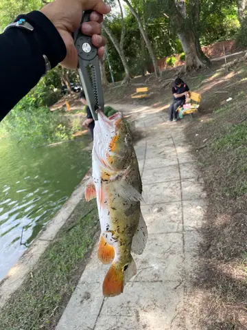 臺南市虎頭埤的眼點麗魚，2026 年 9 月釣友實拍