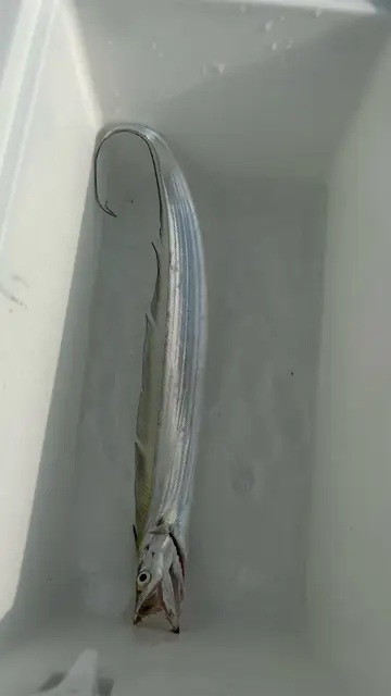 新北市淡水第二漁港的白帶魚，2026 年 9 月釣友實拍