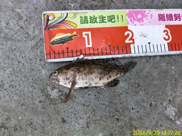 臺中港的玳瑁石斑魚，2026 年 9 月釣友實拍
