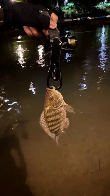 臺北市景美溪-文山段的莫三比克口孵非鯽，2026 年 9 月釣友實拍
