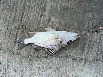 新北市後厝漁港的星雞魚,2026 年 9 月釣友實拍