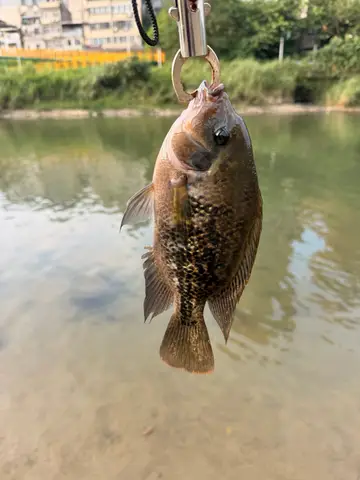 臺北市景美溪-文山段的帶紋副尼麗魚，2026 年 9 月釣友實拍