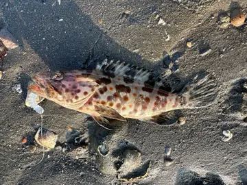 新北市公司田溪出海口的點帶石斑魚,2026 年 9 月釣友實拍