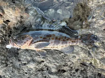 點帶石斑魚，2026 年 9 月釣友大鯛的實拍照片