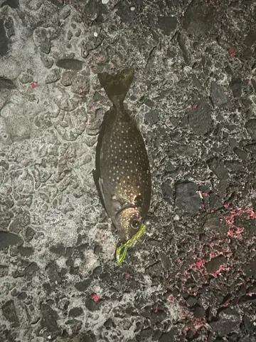 新北市福隆漁港的星斑臭肚魚，2026 年 9 月釣友實拍
