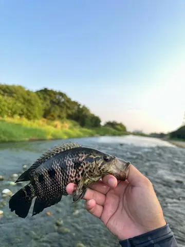 臺中市筏子溪-向上路段的花身副麗魚，2026 年 9 月釣友實拍