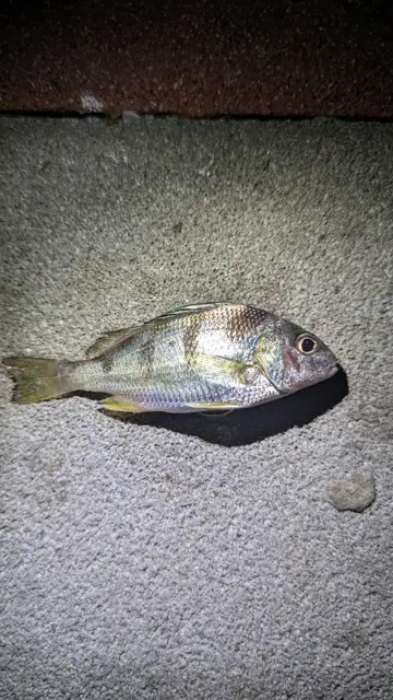 桃園市竹圍漁港的星雞魚，2026 年 9 月釣友實拍