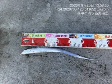 臺中港的白帶魚，2026 年 9 月釣友實拍