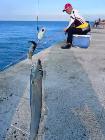 臺中港的白帶魚，2026 年 9 月釣友實拍