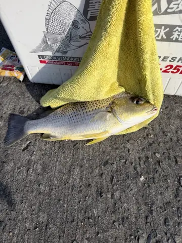 臺南市安平港的星雞魚，2026 年 9 月釣友實拍