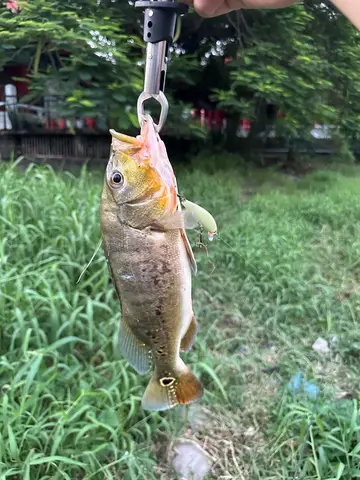 高雄市蓮池潭的眼點麗魚,2026 年 9 月釣友實拍