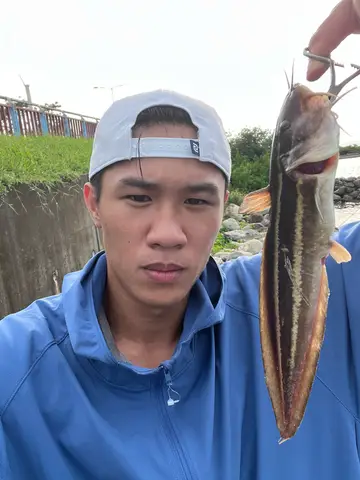 屏東縣大鵬灣的線紋鰻鯰，2026 年 8 月釣友實拍