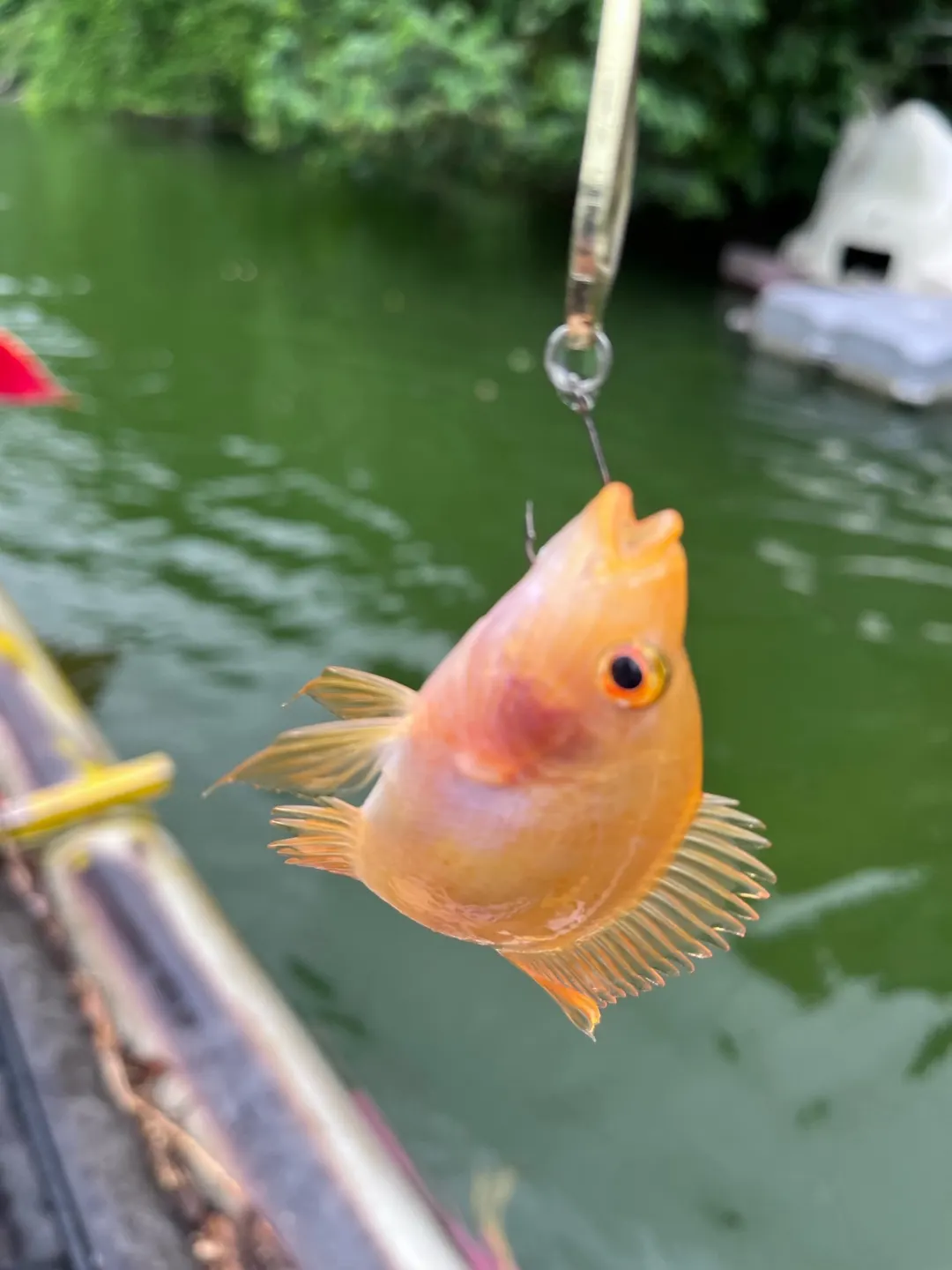 宜蘭羅東溪約 6 公分的小魚。