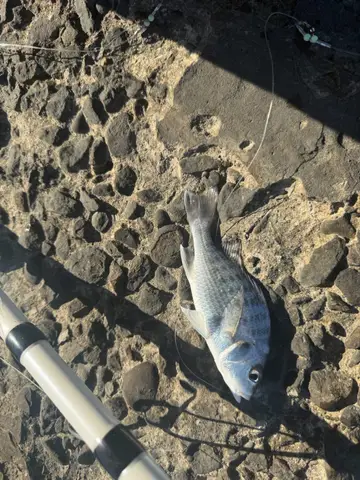 桃園市竹圍漁港的銀雞魚,2026 年 9 月釣友實拍
