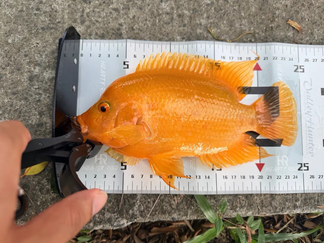 嘉義的紅魔鬼：全身橘色、嘴唇厚、背鰭很長。台灣釣到的九成是這種顏色。