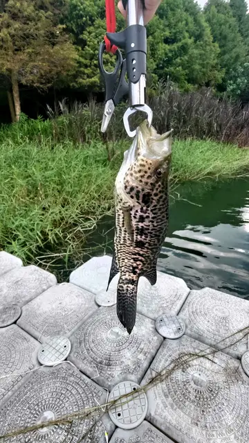 南投縣日月潭的花身副麗魚,2026 年 9 月釣友實拍