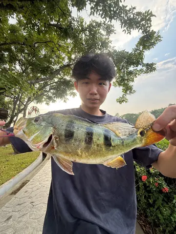 臺南市虎頭埤的眼點麗魚，2026 年 10 月釣友實拍