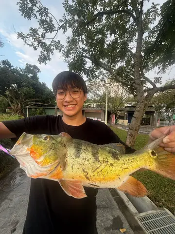 臺南市虎頭埤的眼點麗魚，2026 年 10 月釣友實拍